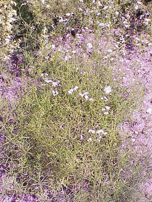 Dyer's woodruff