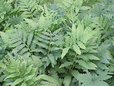 Asplenium trichomanes,
Asplenio tricomane,
dense spleenwort,
doradille chevelue,
maidenhair spleenwort,
Maidenhairspleenwort Asplenium trichomanes,
Asplenio tricomane,
dense spleenwort,
doradille chevelue,
maidenhair spleenwort,
Maidenhairspleenwort