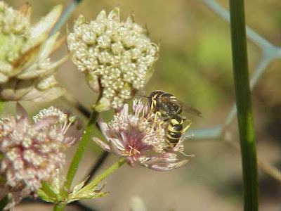 Astrantia major,
astrantia,
Astranzia maggiore,
greater masterwort,
Mountain Sanicle Astrantia major,
astrantia,
Astranzia maggiore,
greater masterwort,
Mountain Sanicle