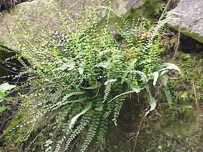 Athyrium filix-femina,
asplenium ladyfern,
common ladyfern,
lady fern,
ladyfern,
Southern Lady Fern,
subarctic lady fern,
subarctic ladyfern Athyrium filix-femina,
asplenium ladyfern,
common ladyfern,
lady fern,
ladyfern,
Southern Lady Fern,
subarctic lady fern,
subarctic ladyfern