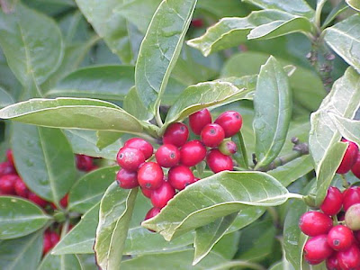 Aucuba japonica,
aoki,
Aukube,
Japanese aucuba,
Japanese laurel,
Japanese-laurel,
spotted-laurel