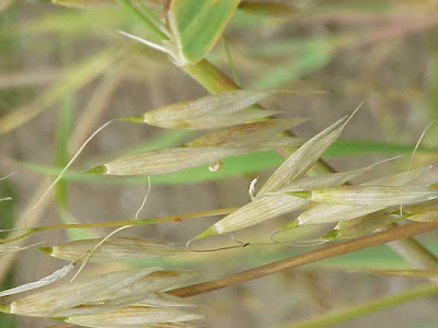 Aveia-strigosa Aveia-strigosa