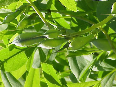 Baptisia,
baptisia,
False indigo,
Wild Indigo