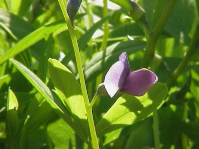 Baptisia,
baptisia,
False indigo,
Wild Indigo