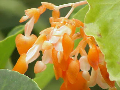 Begonia dichroa Begonia dichroa