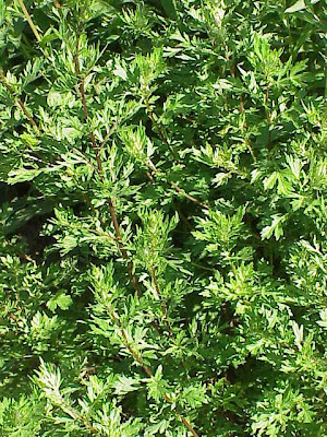 Wormwood