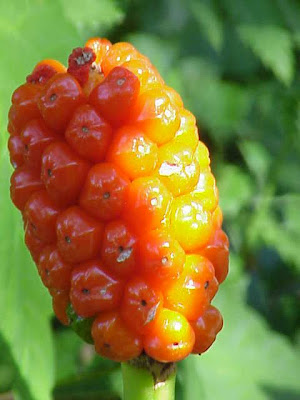 Arum maculatum L.