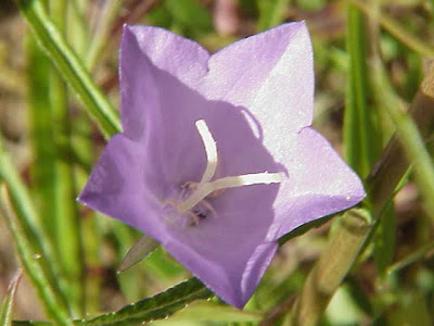 Campanula bienne Campanula bienne