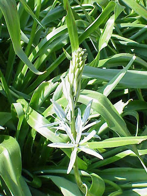 Cusick's camas