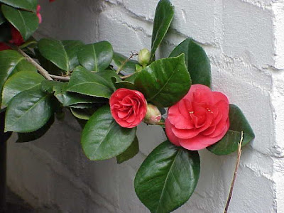 Camellia,
camellia Camellia,
camellia