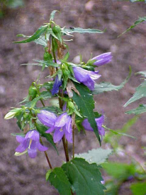 Campanula bononiensis L.