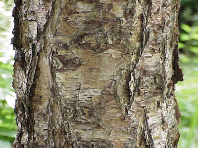 Red birch Red birch