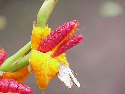 Brachychilum horsfieldii Brachychilum horsfieldii