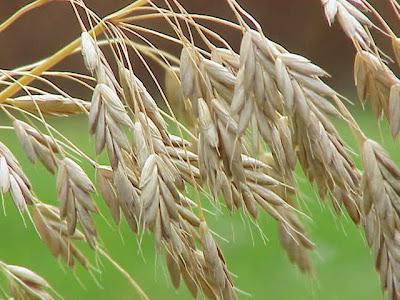 Bromegrass Bromegrass