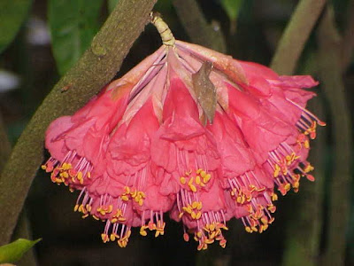 Palo de cruz