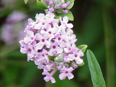 Buddleia alternifolia Buddleia alternifolia