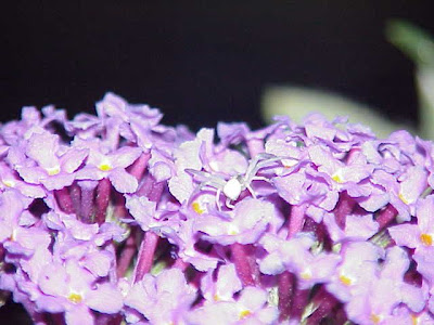 Buddleia davidii