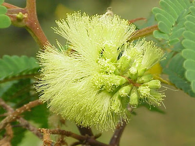 Caesalpinia tinctoria Caesalpinia tinctoria