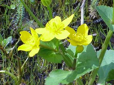 Caltha palustris L.