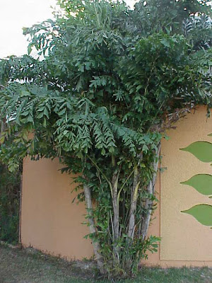 Burmese fishtail palm Burmese fishtail palm