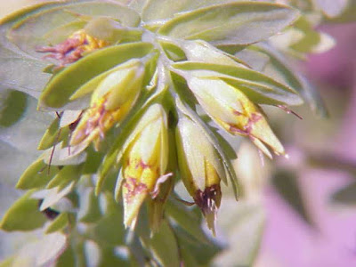 Alpen wachsblume Alpen wachsblume
