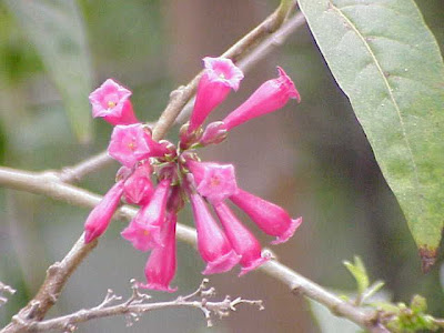 Crimson cestrum Crimson cestrum