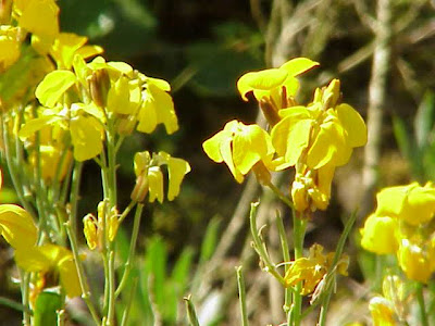 Wallflower Wallflower