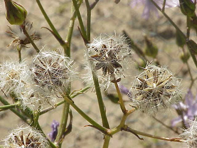 Hairless Blue Sow Thistle