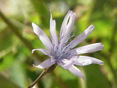Hairless Blue Sow Thistle