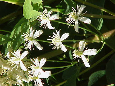 Clematis recta L.