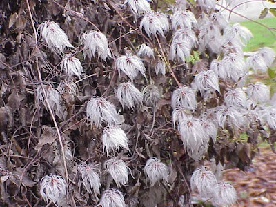 Orange peel Clematis Orange peel Clematis