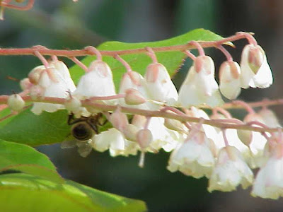 Lily-of-the-valley-tree Lily-of-the-valley-tree