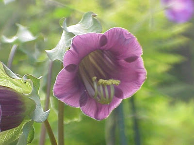 Cup-and-saucer-vine Cup-and-saucer-vine