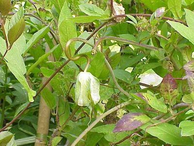 Cup-and-saucer-vine Cup-and-saucer-vine