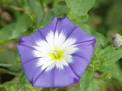 Tricolor Convolvulus