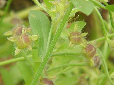 Tricolor Convolvulus