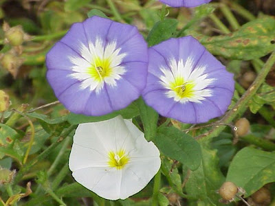 Tricolor Convolvulus