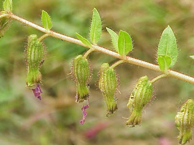 Creeping waxweed Creeping waxweed