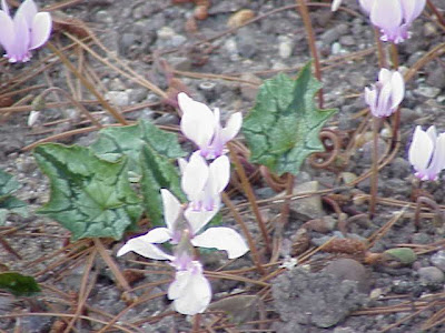 Neaopolitanisches Alpenveilchen