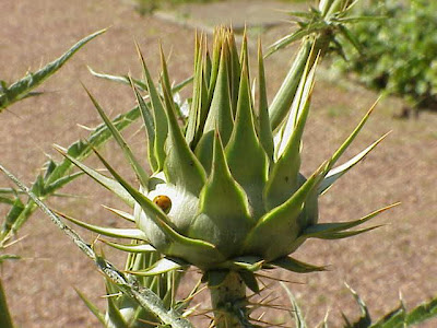 Cardo Cardo