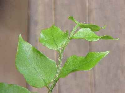 Cyrtomium fortunei J.Sm.
