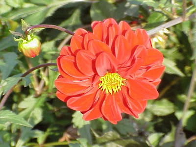 Dahlia laciniata