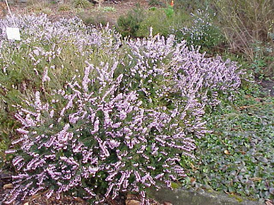 Erica carnicina Erica carnicina