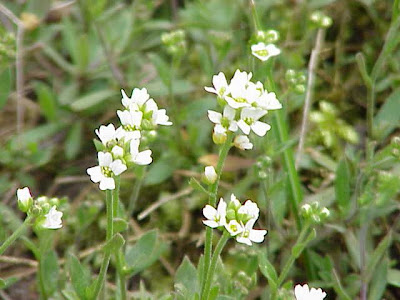 Draba lanceolata