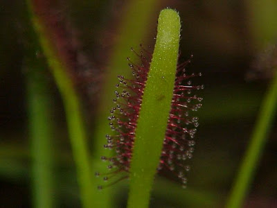 Cape sundew