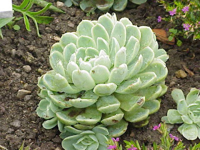 Echeveria elegans,
Mexican snowball,
Mexican-gem,
pearl echeveria,
white Mexican-rose