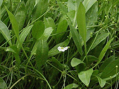 Echinodorus isthmicus