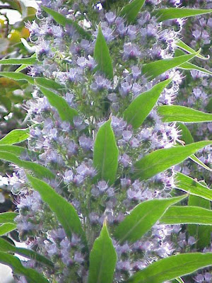 Echium piniana