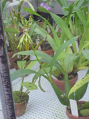 Clamshell orchid Clamshell orchid