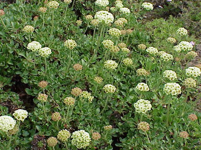 Largeflower fleabane Largeflower fleabane